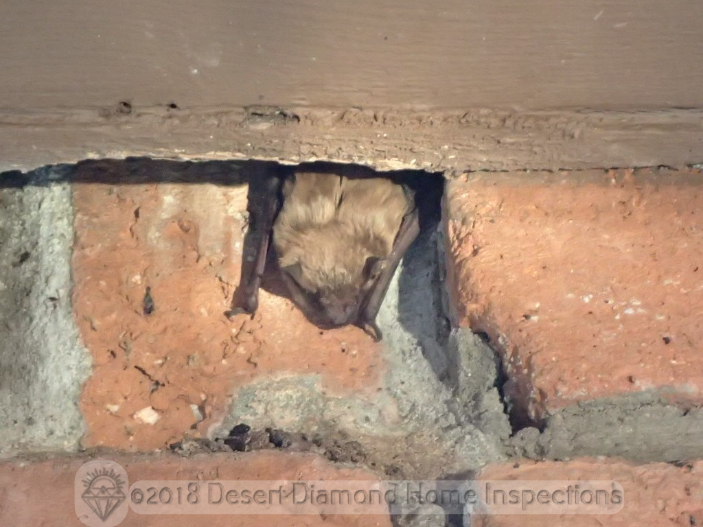 "What's all the racket out here?" "Oh, just a home inspection. Sorry to disturb you..."