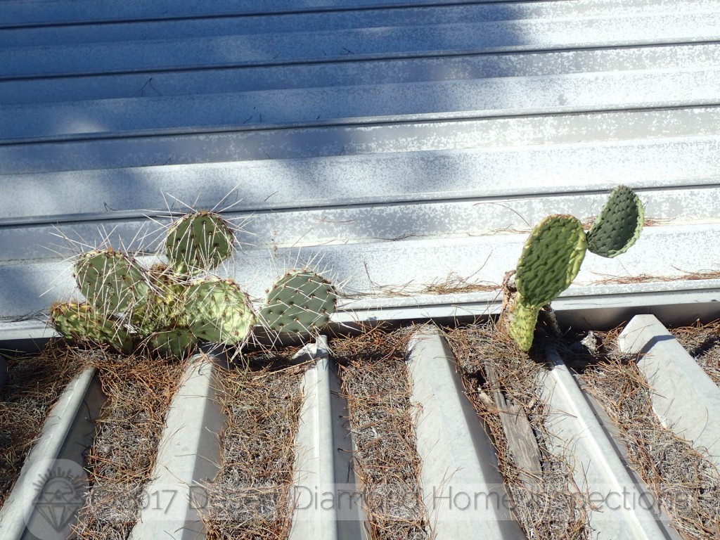 Cactus growing on a patio cover