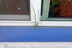 Grass growing from a window
