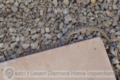 A home inspector always has to watch his step