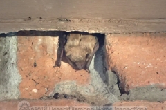 "What's all the racket out here?" "Oh, just a home inspection. Sorry to disturb you..."