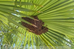 A bee colony in transit, taking a breather.