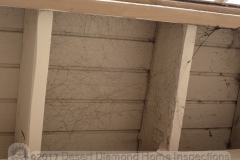 Ever seen black spider webs?