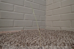 A lone weed managed to grow through a crack in the slab and through the carpet