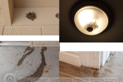 There was honey oozing out of the bottom of the laundry room walls in several places and dead bees everywhere!