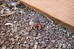 Eek! This house has crabs!