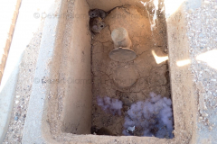 Pack rats in meter box