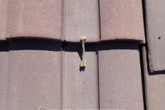 Roof bones