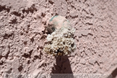 Mineral build-up at TPR pipe