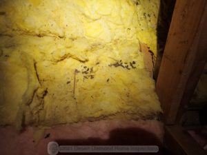 Rodent droppings in attic